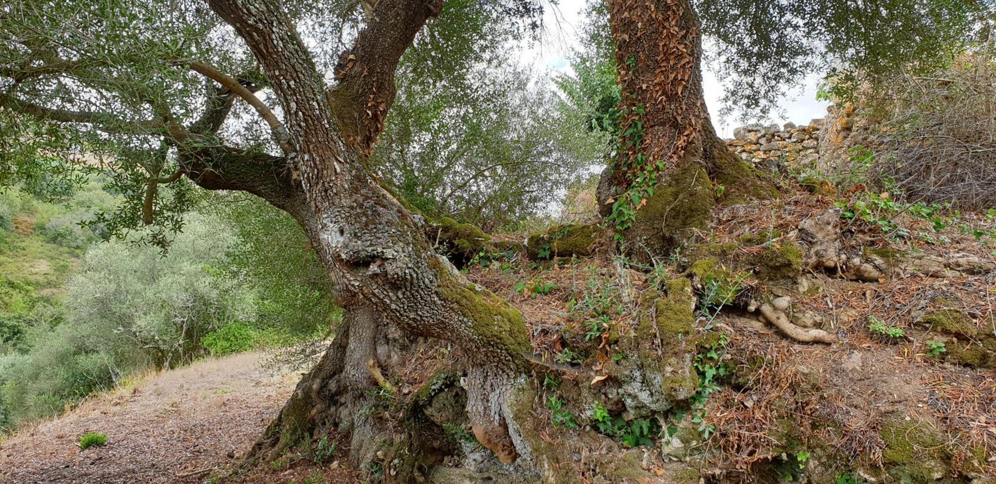 Casa Das Janelinhas - Cottage Near Sintra, Mafra, Ericeira Экстерьер фото